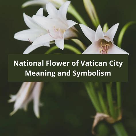 vatican city national flower|What is the national flower of Holy See, Meaning and .